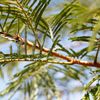 Lortio leaves 