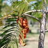 Lorito Seedpod 