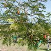 Lorito, Wild tamarind