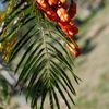 Lorito Seedpod 