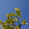 Maderea negra leaves 