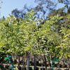 Madera negra tree