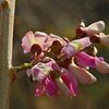 Madera negra Flowers 
