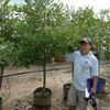 Guayabo de mono, Monkey Apple