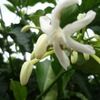 Guavo de mono flower 