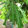 Plumeria pudica 