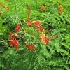 Mallinchillo Flowers 