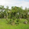 Rubber Tree, Higueron Rojo 