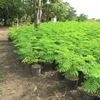 Mallinchillos at Cocobolo Tree Farm