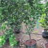 Mandarin orange  "Queen"