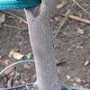 Mandarin orange trunk 
