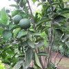 Mandarin orange fruit