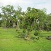 Rubber Tree, Higueron Rojo 