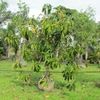 Rubber Tree, Higueron Rojo 