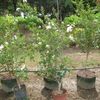  Crepe myrtle 