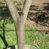 Ipe trunk of young tree