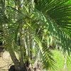 Areca,