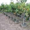 Rubber Tree, Higueron Rojo 