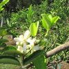 Flower of Washington navel