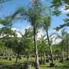 Queen Palm 