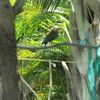 Queen palm, cocos palm