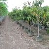 Rubber Tree, Higueron Rojo 