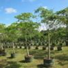 Kapok, Silk-cotton tree