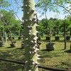 Ceiba 