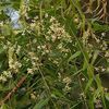 Neem flowers and branches 