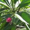 Plumeria rosada