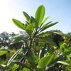 Plumeria rosada