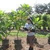 Plumeria rosada at Cocobolo Tree Farm 