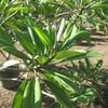 Plumeria rosada