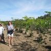 Guapinols at Cocobolo Tree Farm 