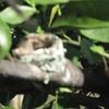 nest