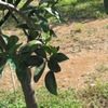 Naranja malagueña