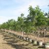 Neem