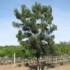 Mature Neem tree at Cocobolo Tree Farm 