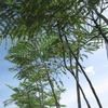 Gallinazo folliage fern like structure 