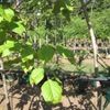Macawood branch structure 