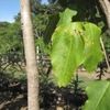 Cristobal leaf and trunk 