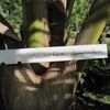 Coconut Palm 