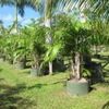 Coconut Palm 