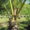 Coconut Palm structure 