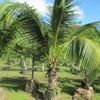 Coconut
