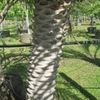 Feniz Palm Trunk 