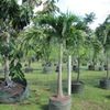 Christmas palm 
