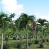 Christmas palm 