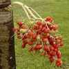 Christmas Palm Fruit 