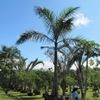 Royal Palm 